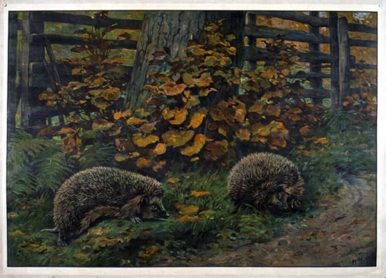 Vanha opetustaulu, jossa on kaksi siiliä.