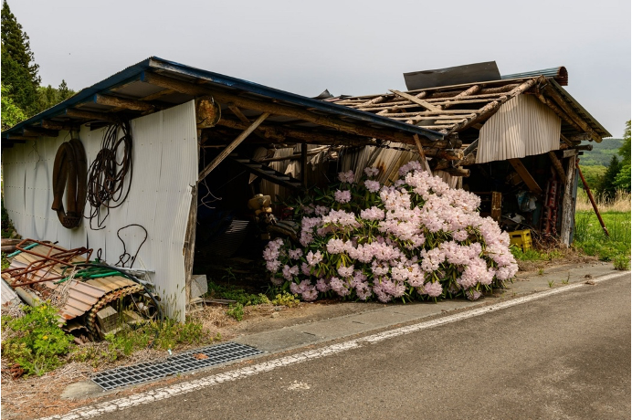 "Even though the villagers have disappeared, the rhododendrons still bloom beautifully in spring. […] The untended rice fields had dried up and were overgrown with grass. Willow trees had sprouted and expanded into groves" - Manabu Sekine for Japanese edition of National Geographic magazine