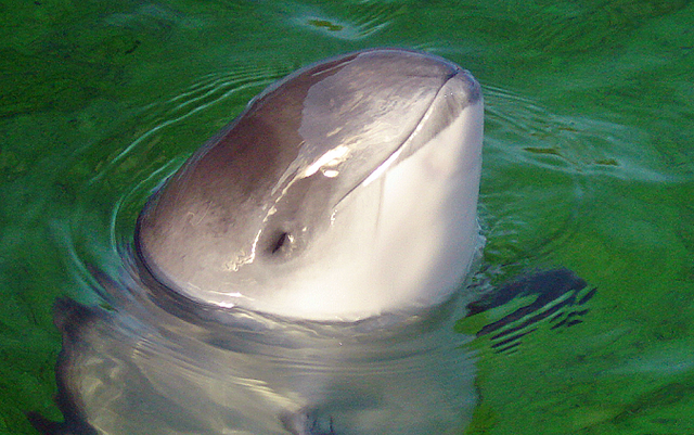 Close-up of a harbour porpoise (Phocoena phocoena). Photo by AVampireTear, licensed under CC BY-SA 3.0.
