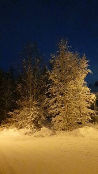 Snowy trees