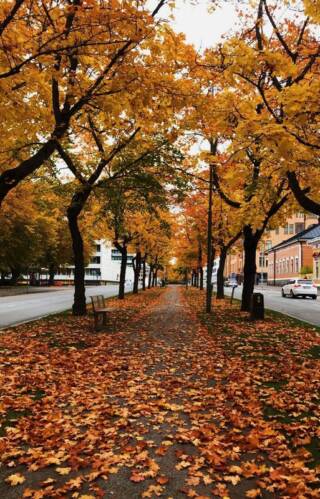 Autumn in Finland.