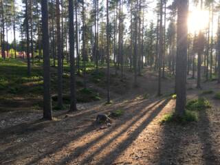 Forest area in Vuokatti