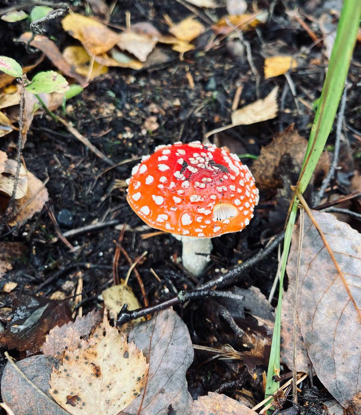 Mushroom in nature