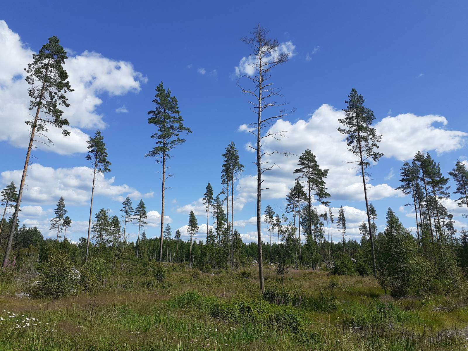Forestry in Finland
