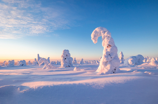 Snowy forest landscape in Finland