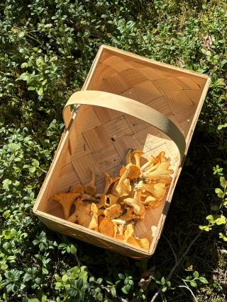 Finnish basket and kantarelli