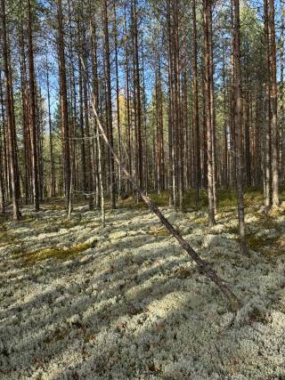 Finnish forest