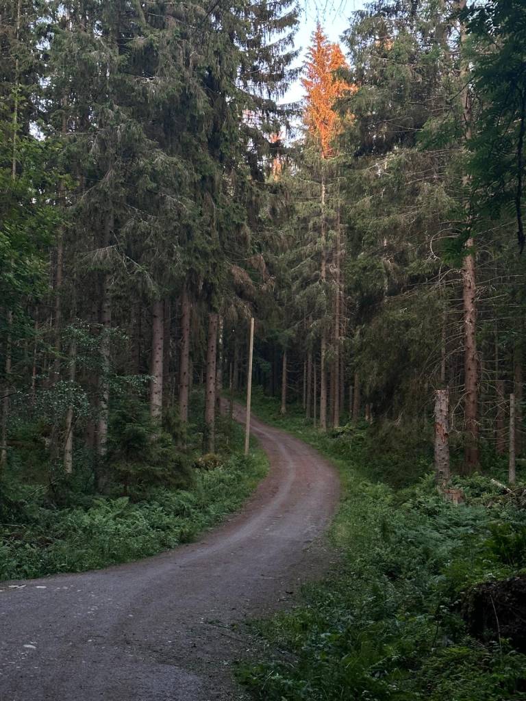 Finnish summer nature