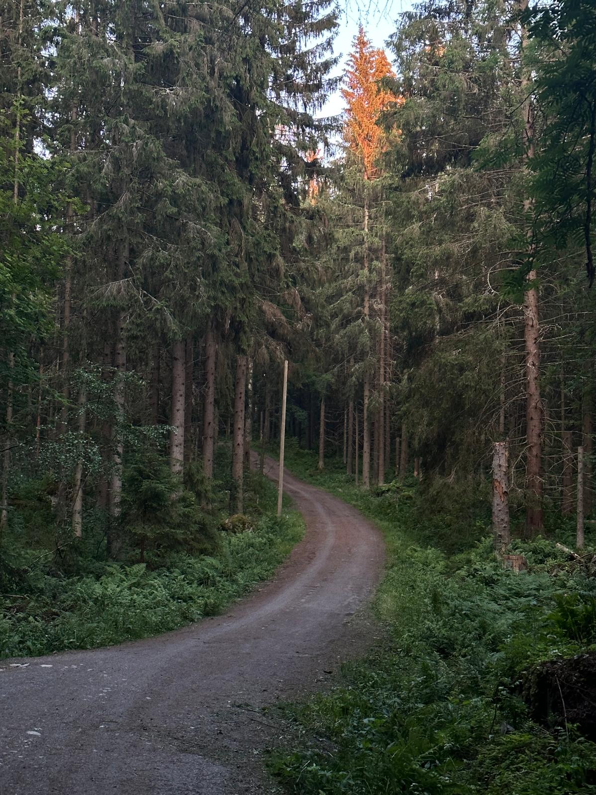 Finnish summer nature