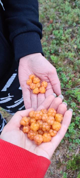 Cloudberries from Finnish forest