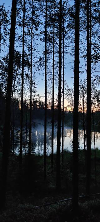 woods in Finnish summer