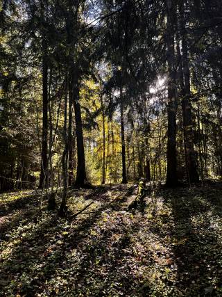 Looking through the branches