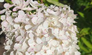 Close-up of soft white flowers in sunlight representing calmness and natural beauty in Finland