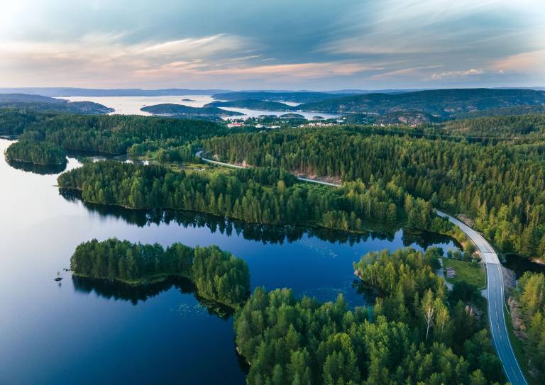 Finnish forest