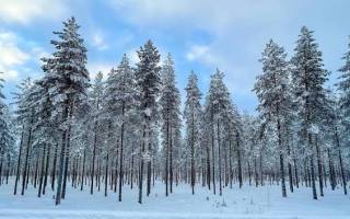 Forest during winter