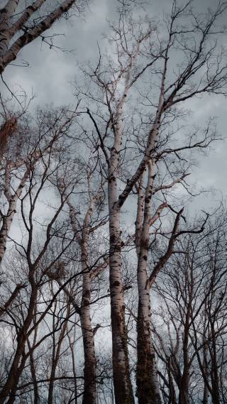 Trees during the long winters of finland