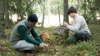 picking mushrooms