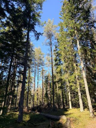 Nature