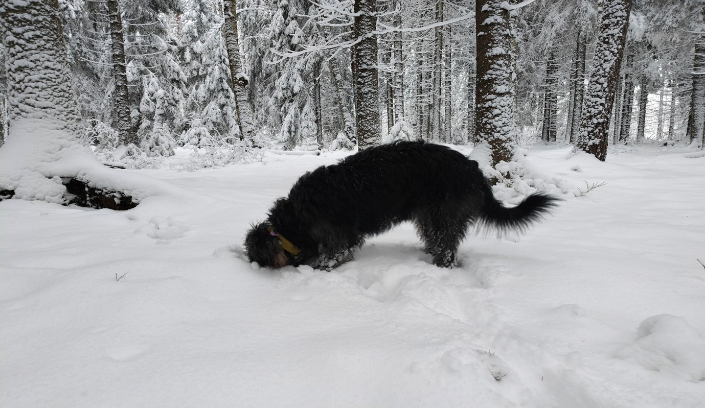 Musta koira haistelee maata lumisessa metsässä.