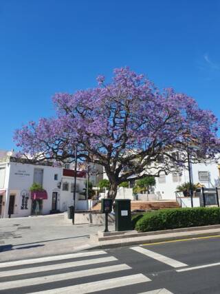 Jacaranda tree