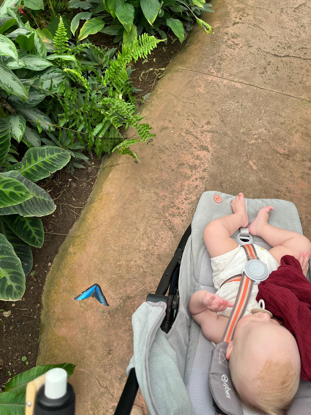a baby in a stroller and a butterfly flying next to it