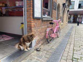 A lovely bike and a dog in Brugge