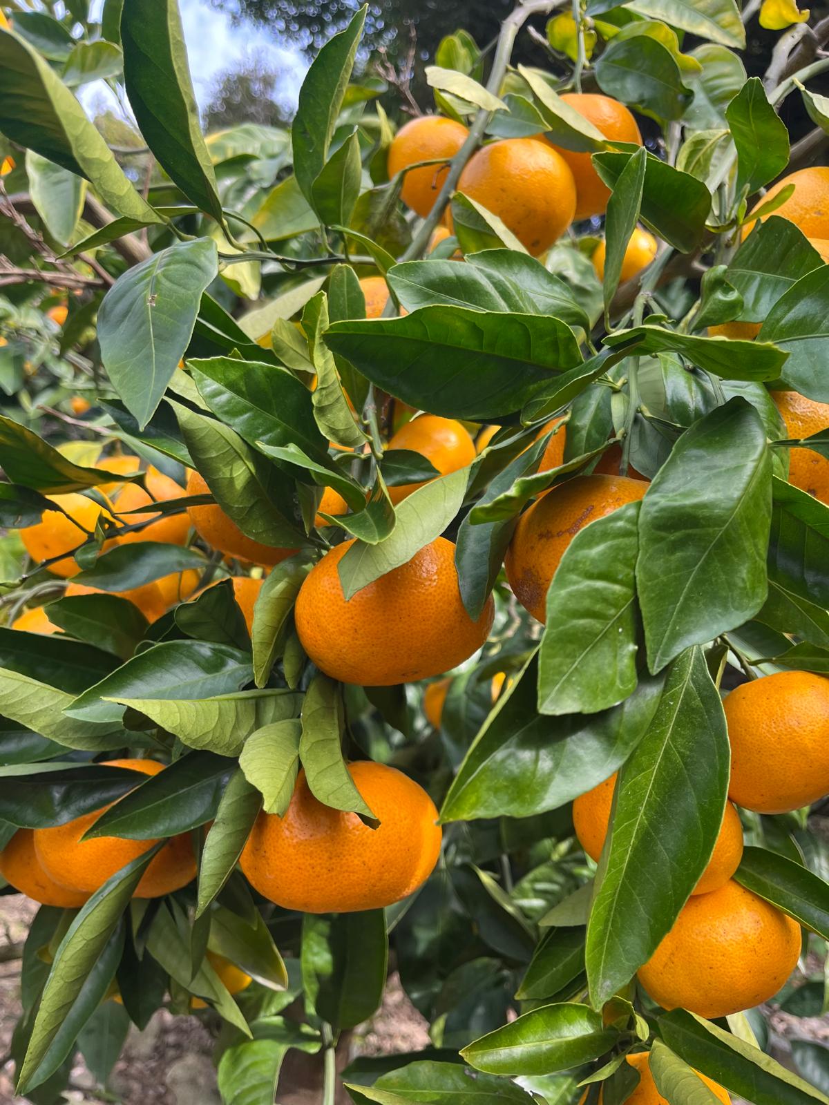 jejutangerines