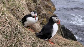 Puffins in Iceland