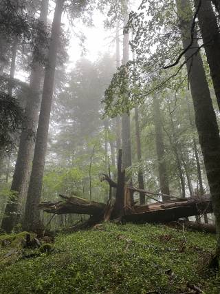 Old forest