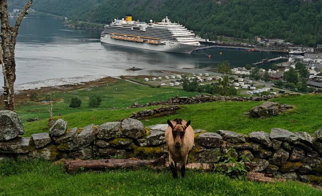 Picture of a cruise ship that arrives regularly to Geiranger in the horisont while in the front there is a light brown local - a goat. 