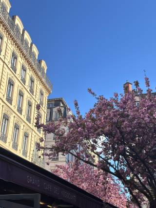 Cherry Blossom