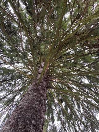 Each language is like a trunk of the tree and the branches are new ideas growing on it. This tree grows close to the Kaukajärvi Lake in Tampere.