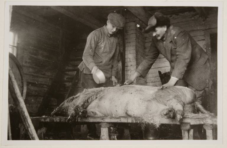 Tampereen yliopiston Modernia lihakompleksia tekemässä -hanke tutkii eläintuotannon laajenemista Suomessa 1800-luvun lopulta 1960-luvulle. Hanke tarkastelee erityisesti sikoja, jotka olivat ensimmäisiä varsinaisesti lihateollisuutta varten kasvatettuja eläimiä Suomessa.