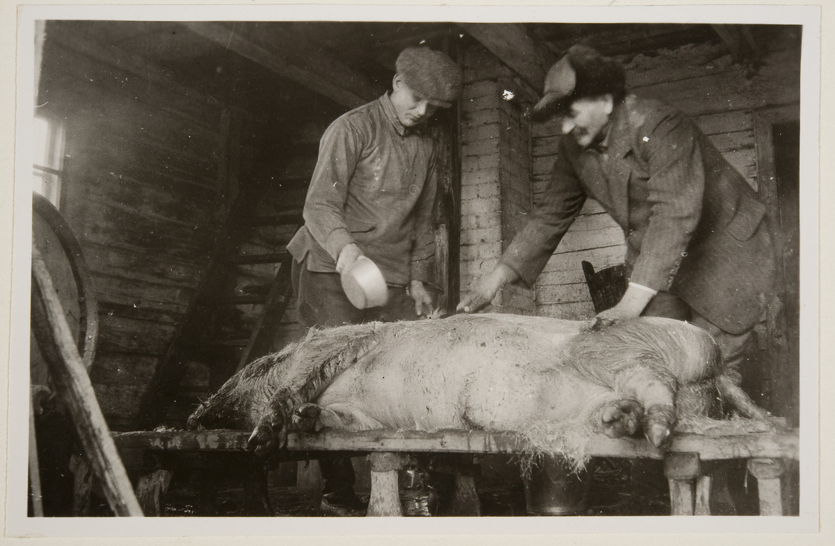 Tampereen yliopiston Modernia lihakompleksia tekemässä -hanke tutkii eläintuotannon laajenemista Suomessa 1800-luvun lopulta 1960-luvulle. Hanke tarkastelee erityisesti sikoja, jotka olivat ensimmäisiä varsinaisesti lihateollisuutta varten kasvatettuja eläimiä Suomessa.