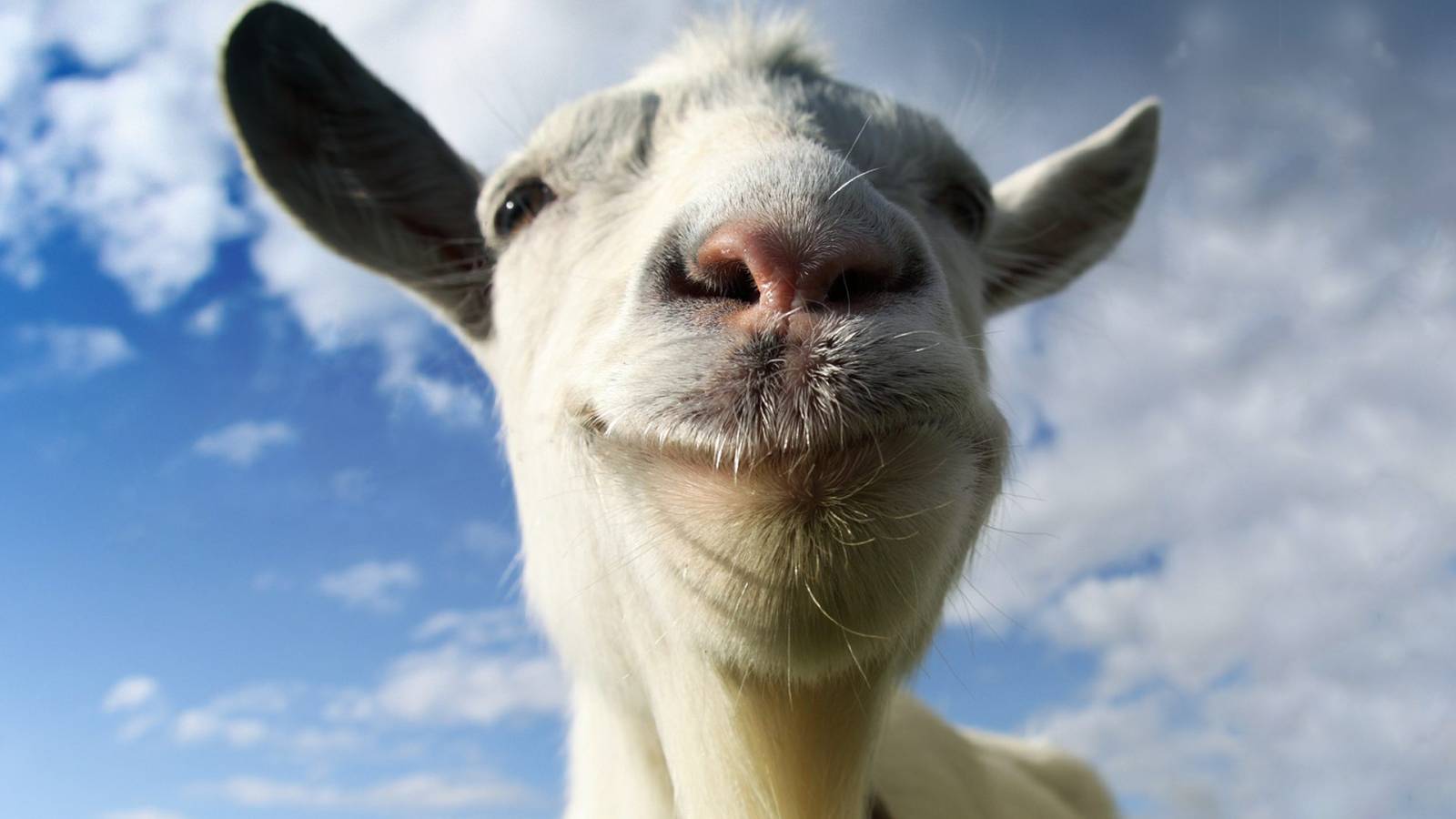 close up of goat face with blue and cloudy sky behind