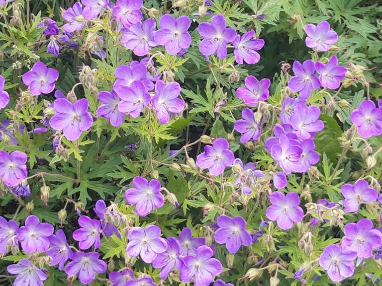 Summer flowers