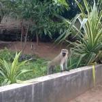 These monkeys were always dropping by where I lived :)