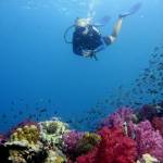 Diving in Phi Phi