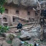 Gorillas im Zoo!