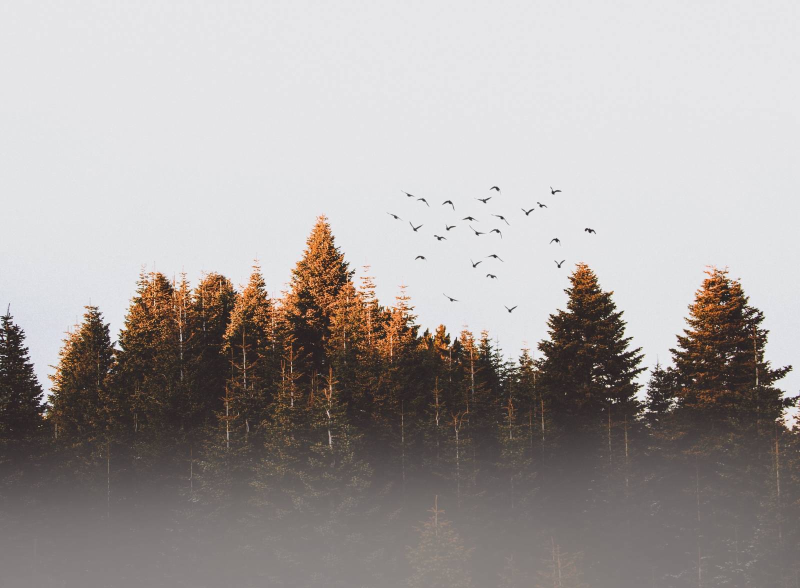 A flock of birds over a forest