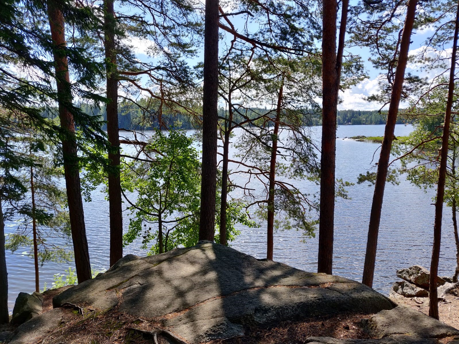 Mäntyjä ja järvimaisema auringossa.