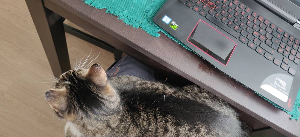 Opiskelija kannettavan tietokoneen ääressä kissa sylissä.