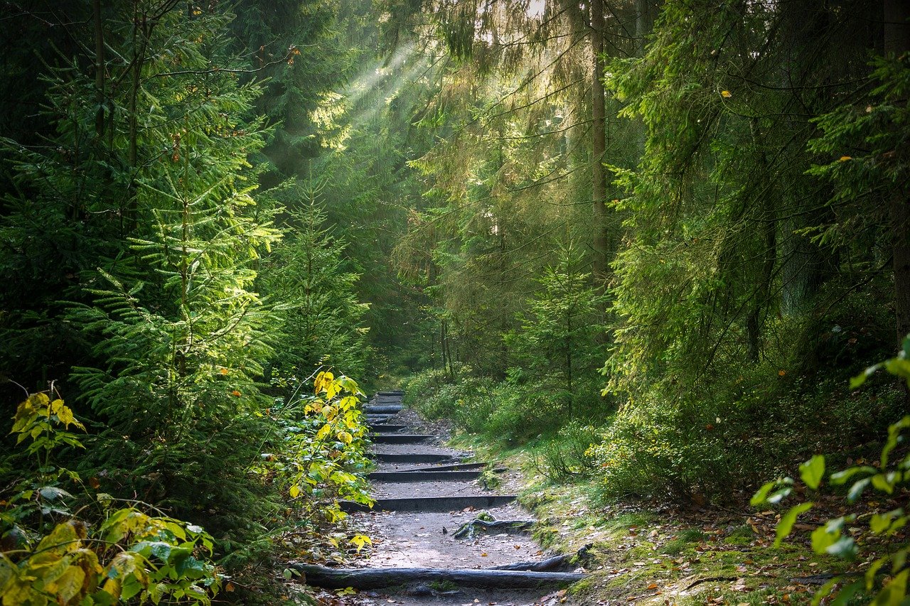 Polku vehreässä metsässä