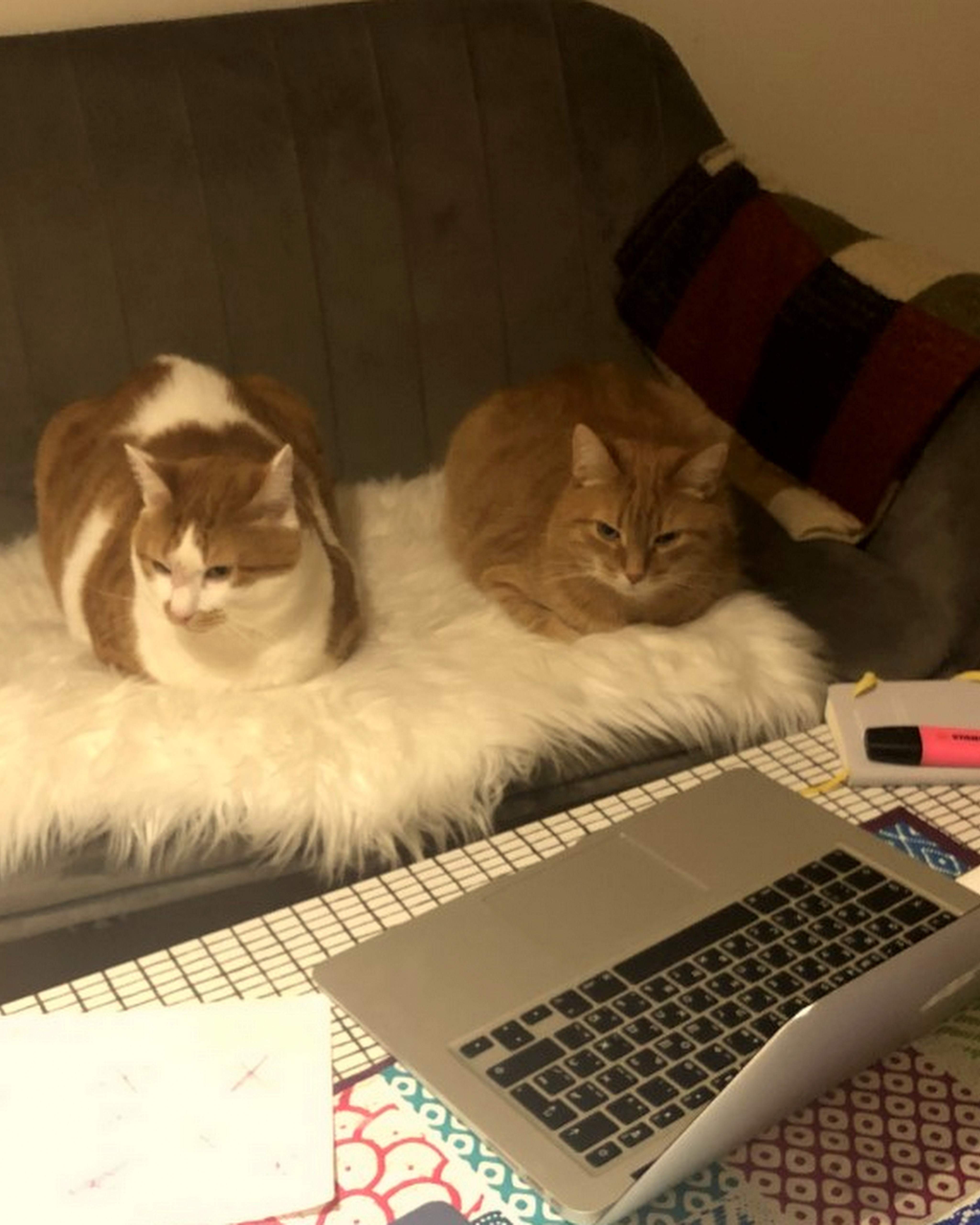 Two cats sitting in front of a laptop.