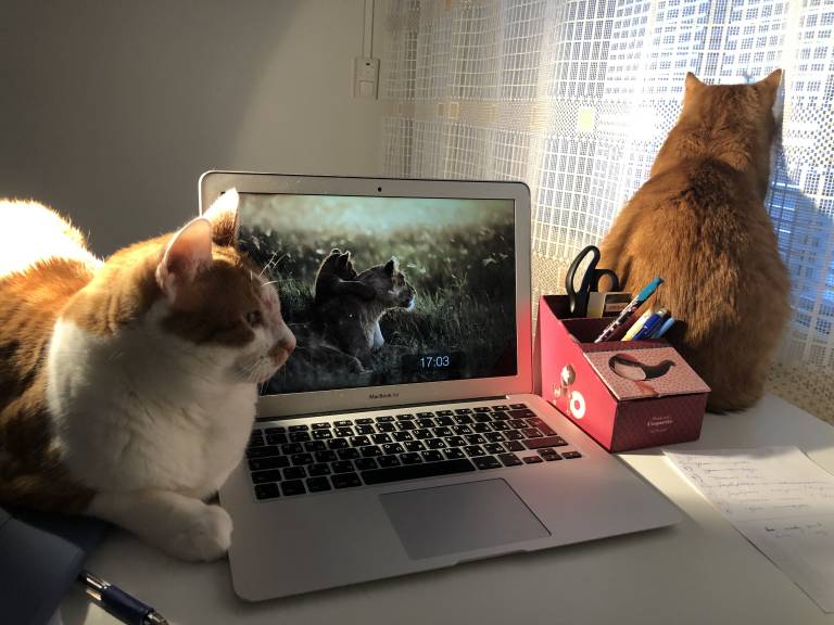 Two cats sitting next to a laptop.