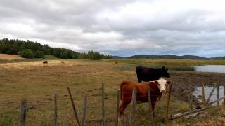 cows on a field