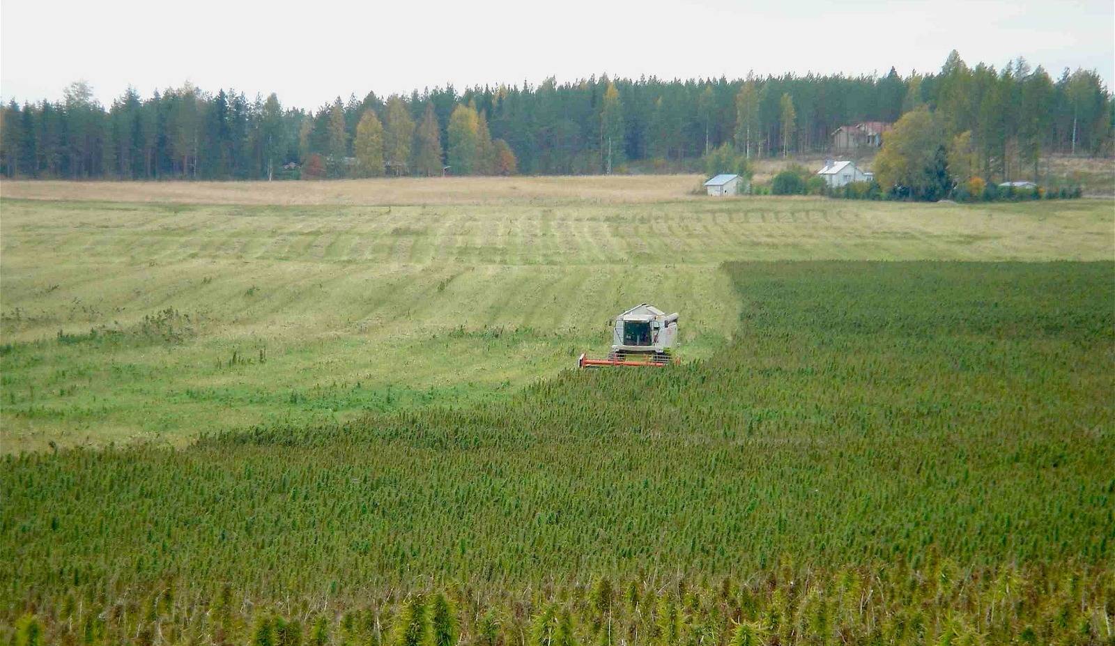 a field being harvested by machines