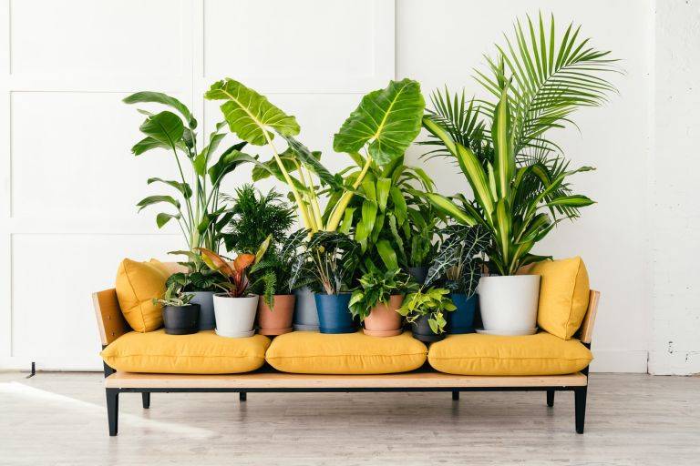 houseplants on a couch