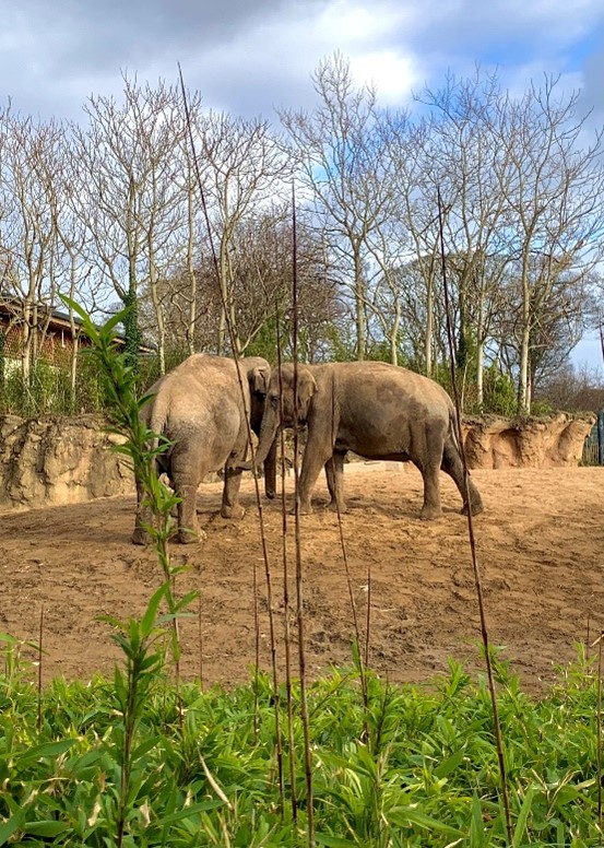 Elefantteja eläintarhassa