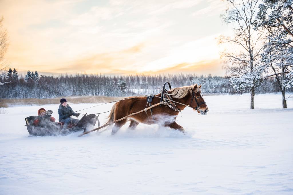 A horse pulling a sleigh in the winter